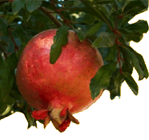 Pomegranate